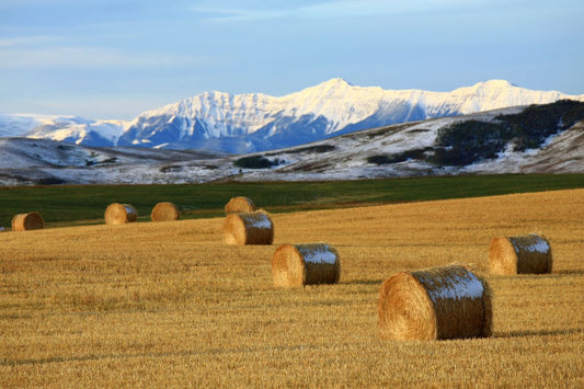 Essential Spring Farm Equipment for Alberta Farmers: Preparing for a Successful Season