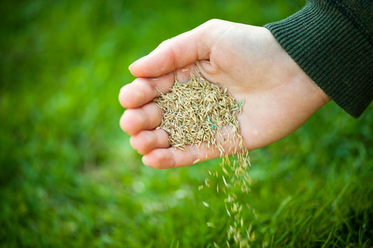 Innovative Seeding Techniques: a hand holding seeds above a field of grass
